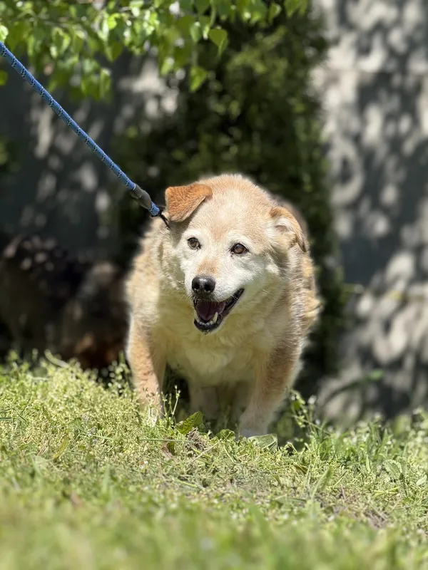 Pies do adopcji, Pieczyska, 14 maja 2025 (5/5)