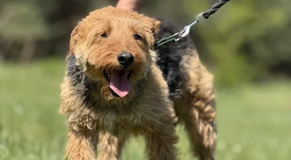 Pies do adopcji, Pieczyska, 14 maja 2025 (1/5)