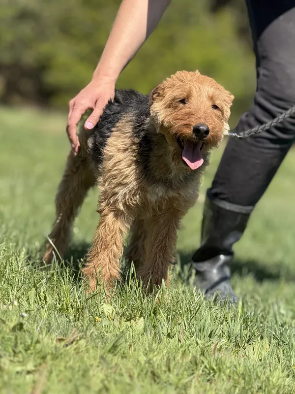 Pies do adopcji, Pieczyska, 14 maja 2025 (2/5)