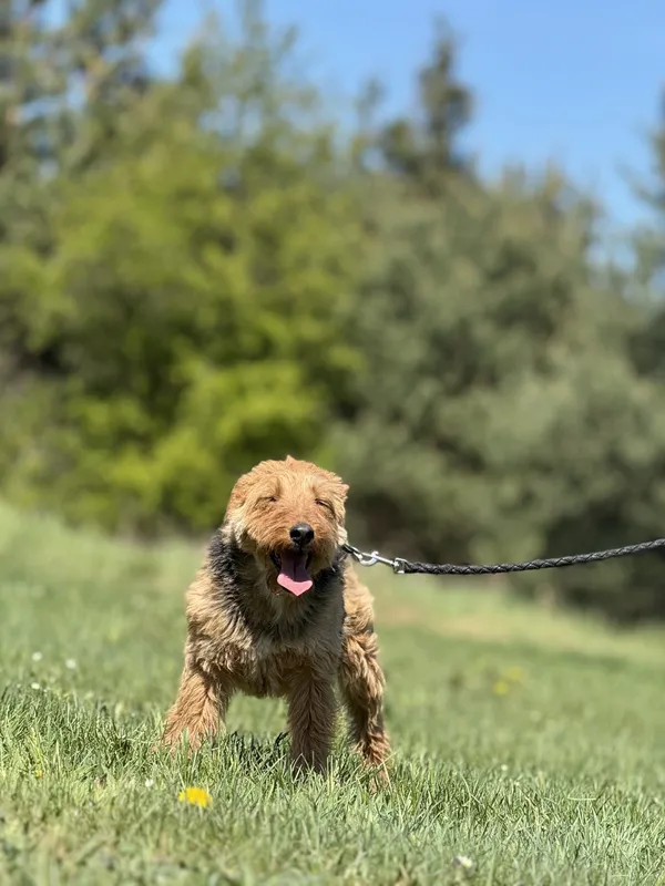 Pies do adopcji, Pieczyska, 14 maja 2025 (3/5)