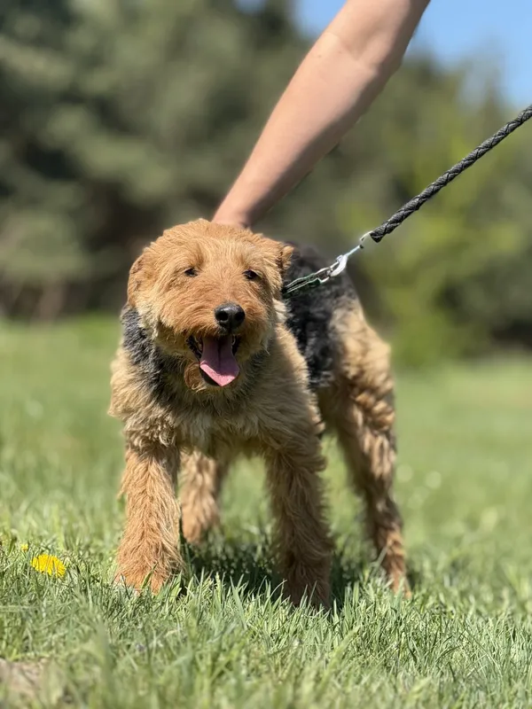 Pies do adopcji, Pieczyska, 14 maja 2025 (5/5)