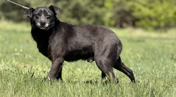 Pies do adopcji, Pieczyska, 14 maja 2025 (1/5)