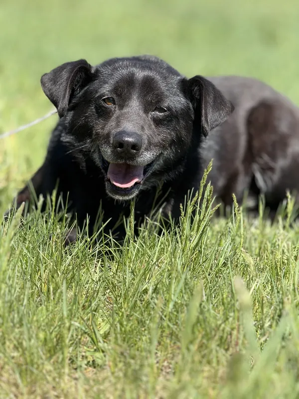 Pies do adopcji, Pieczyska, 14 maja 2025 (2/5)