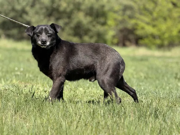 Pies do adopcji, Pieczyska, 14 maja 2025 (3/5)