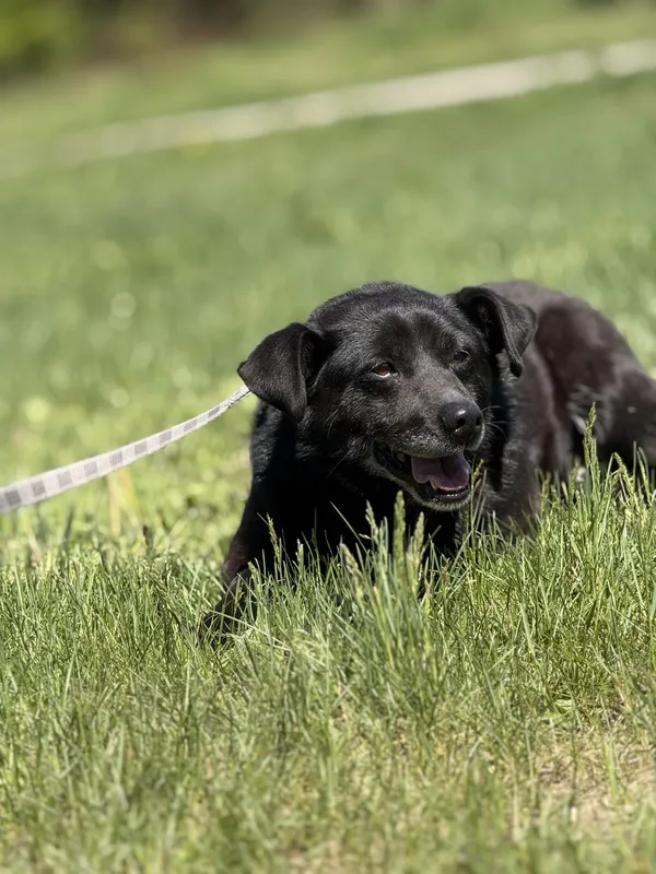 Pies do adopcji, Pieczyska, 14 maja 2025 (4/5)