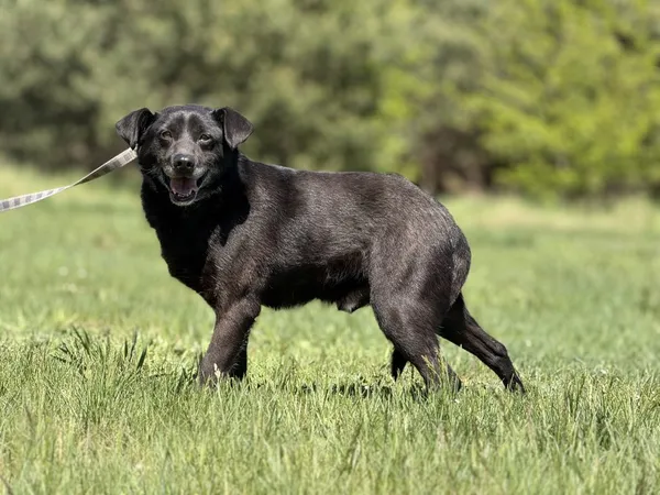 Pies do adopcji, Pieczyska, 14 maja 2025 (5/5)