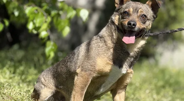 Pies do adopcji, Pieczyska, 14 maja 2025 (1/5)