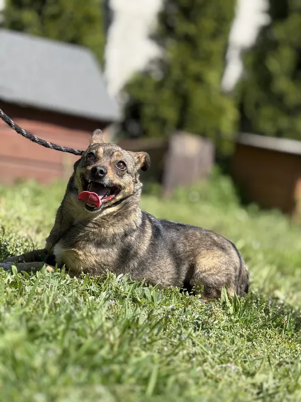 Pies do adopcji, Pieczyska, 14 maja 2025 (2/5)