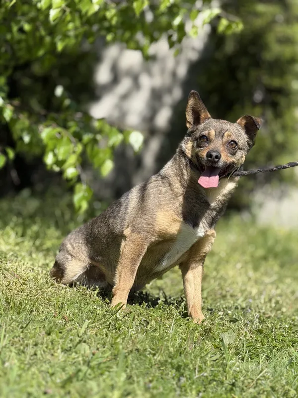 Pies do adopcji, Pieczyska, 14 maja 2025 (3/5)