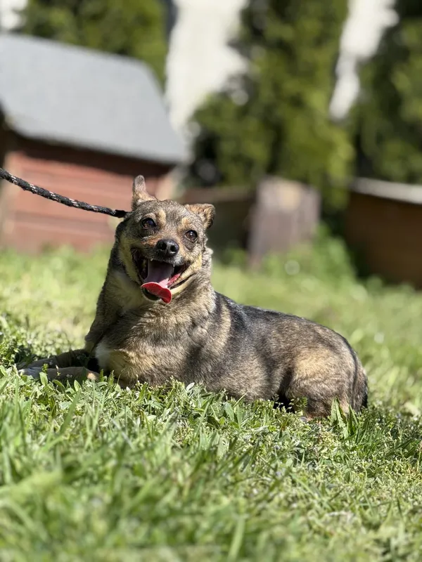 Pies do adopcji, Pieczyska, 14 maja 2025 (4/5)