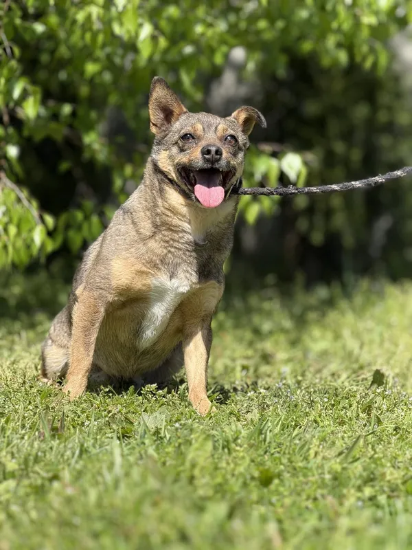 Pies do adopcji, Pieczyska, 14 maja 2025 (5/5)