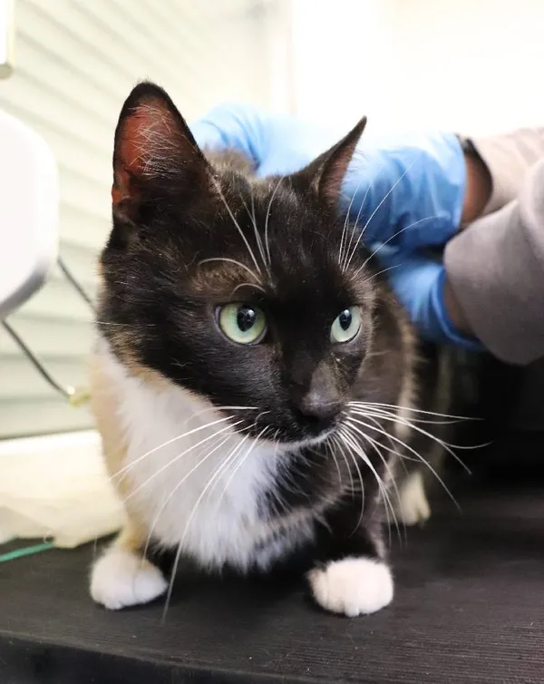 Znaleziono kota, Łódź, 14 maja 2025 (1/3)