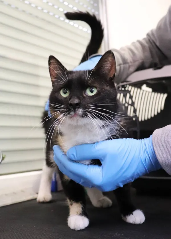 Znaleziono kota, Łódź, 14 maja 2025 (3/3)