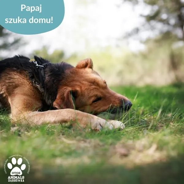 Pies do adopcji, Dąbrówka, 15 maja 2025 (2/5)