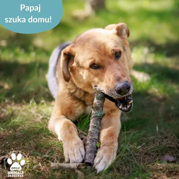 Pies do adopcji, Dąbrówka, 15 maja 2025 (4/5)