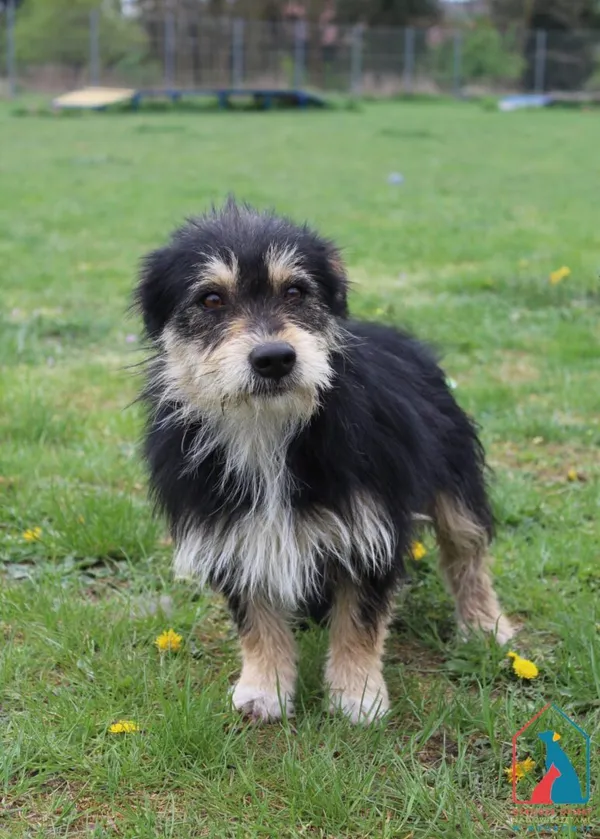 Pies do adopcji, Grudziądz, 22 kwietnia 2025