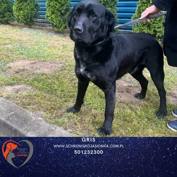 Znaleziono psa, Ciosny, 14 maja 2025