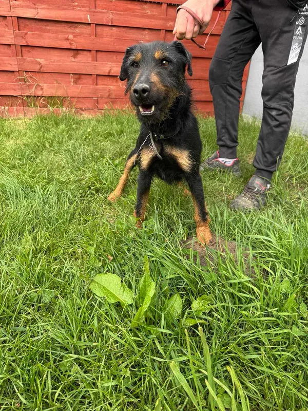 Znaleziono psa, Czartki, 15 maja 2025