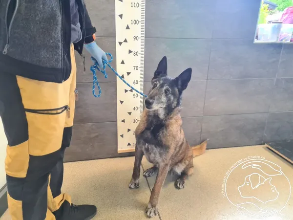 Znaleziono psa, Chełmek, 15 maja 2025