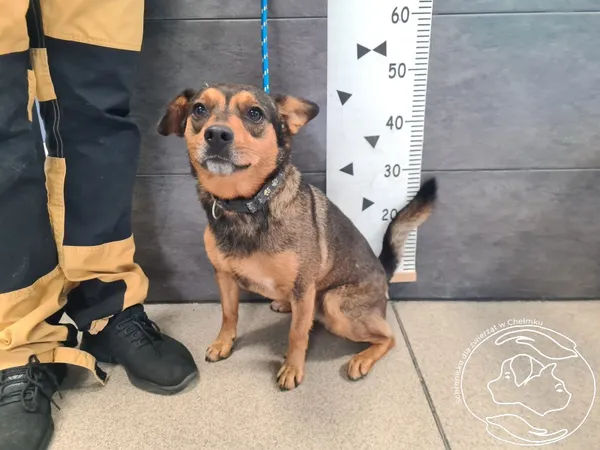 Znaleziono psa, Chełmek, 14 maja 2025