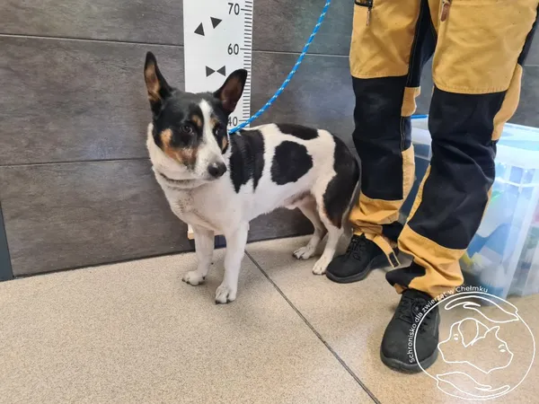 Znaleziono psa, Chełmek, 14 maja 2025