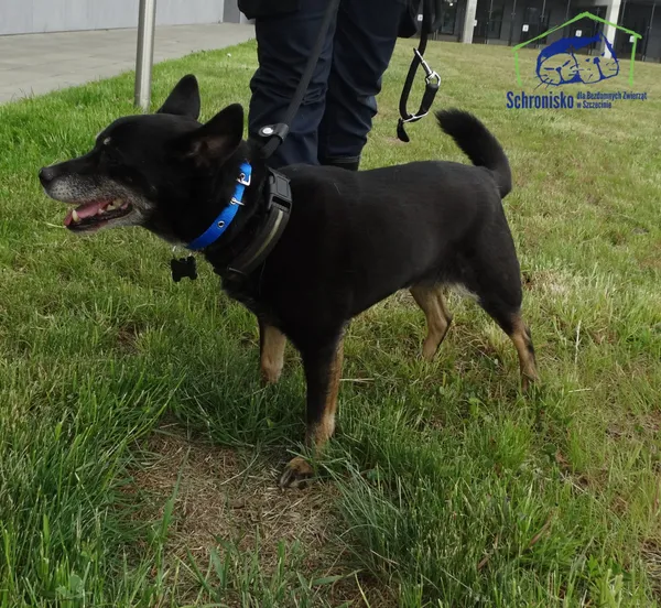 Znaleziono psa, Szczecin, 14 maja 2025