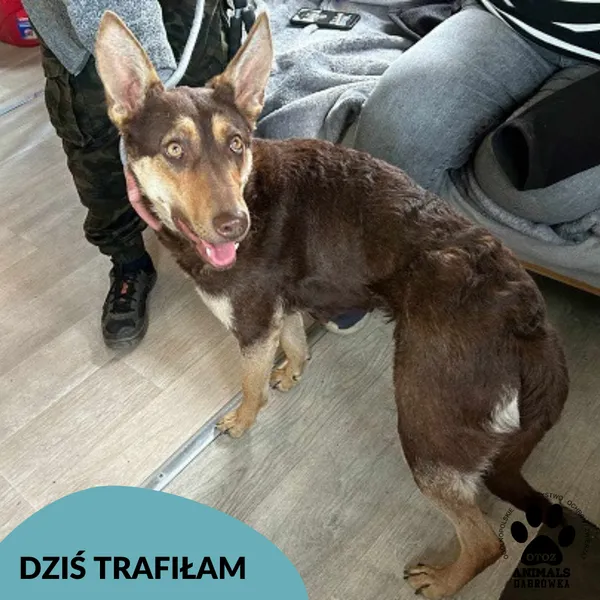 Znaleziono psa, Dąbrówka, 14 maja 2025