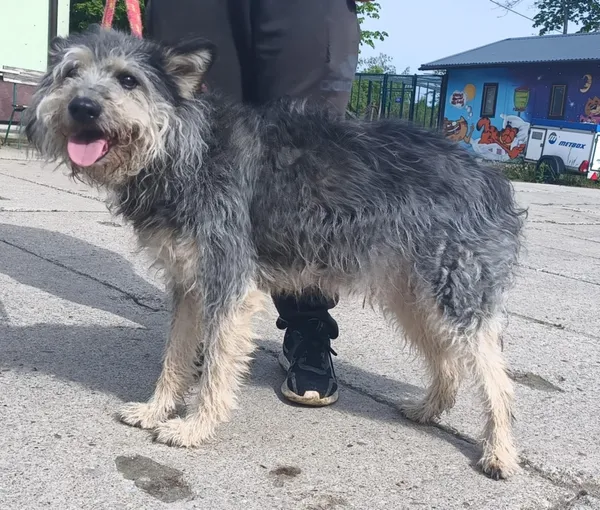 Znaleziono psa, Pieckowo, 14 maja 2025 (4/5)