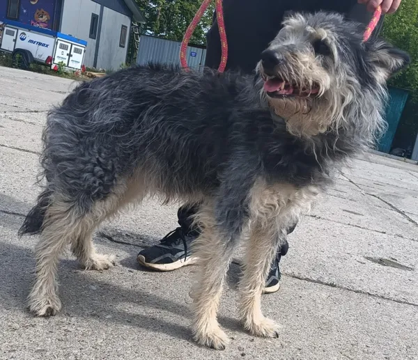 Znaleziono psa, Pieckowo, 14 maja 2025 (5/5)