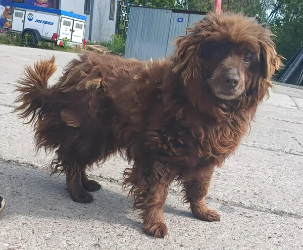 Znaleziono psa, Pieckowo, 14 maja 2025 (1/2)