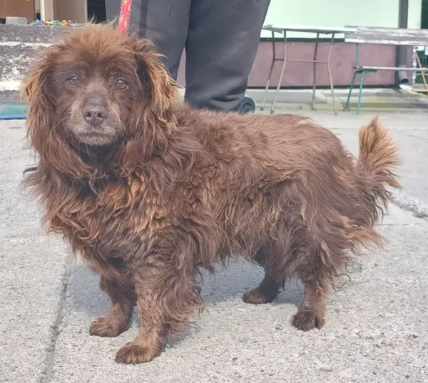 Znaleziono psa, Pieckowo, 14 maja 2025 (2/2)