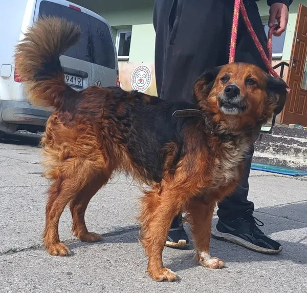 Znaleziono psa, Pieckowo, 14 maja 2025 (2/2)