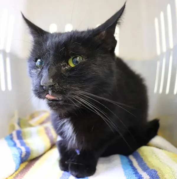 Znaleziono kota, Łódź, 15 maja 2025