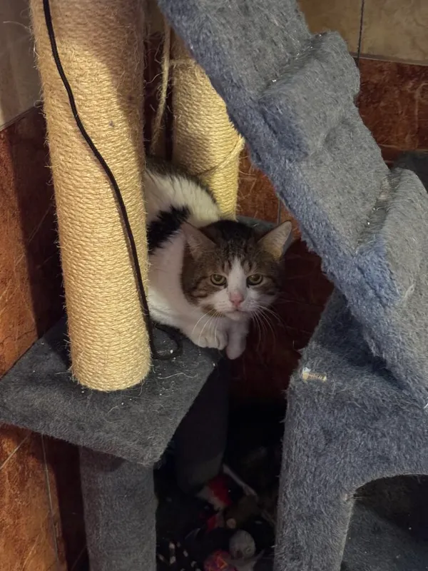 Kot do adopcji, Korabiewice, 15 maja 2025 (1/3)