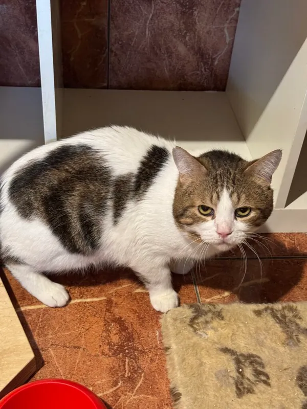 Kot do adopcji, Korabiewice, 15 maja 2025 (2/3)