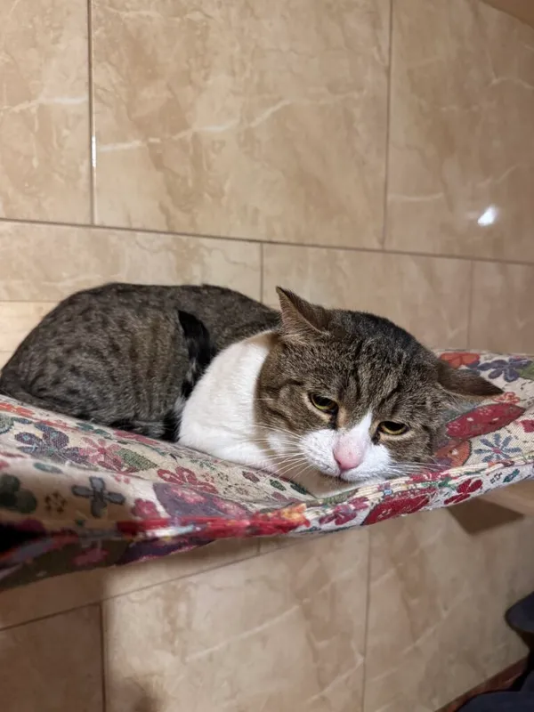 Kot do adopcji, Korabiewice, 15 maja 2025 (2/3)