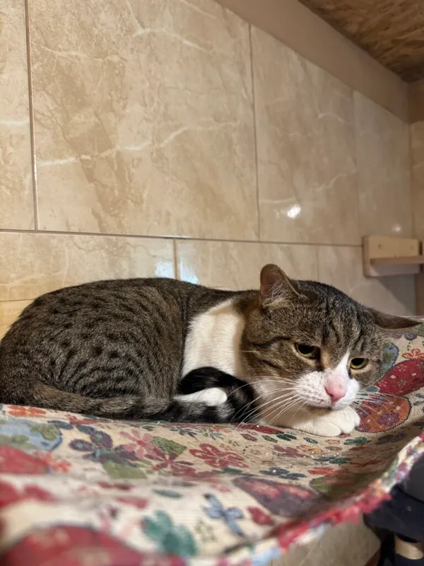 Kot do adopcji, Korabiewice, 15 maja 2025 (3/3)