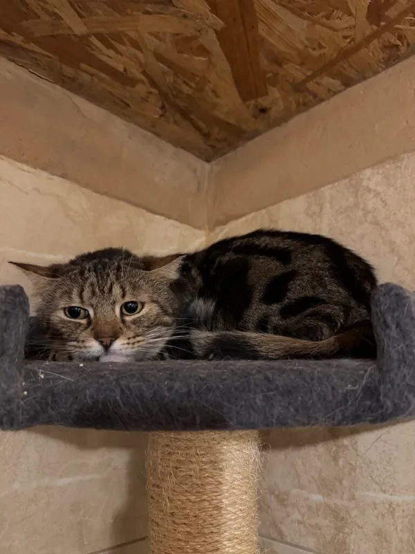 Kot do adopcji, Korabiewice, 15 maja 2025 (2/3)