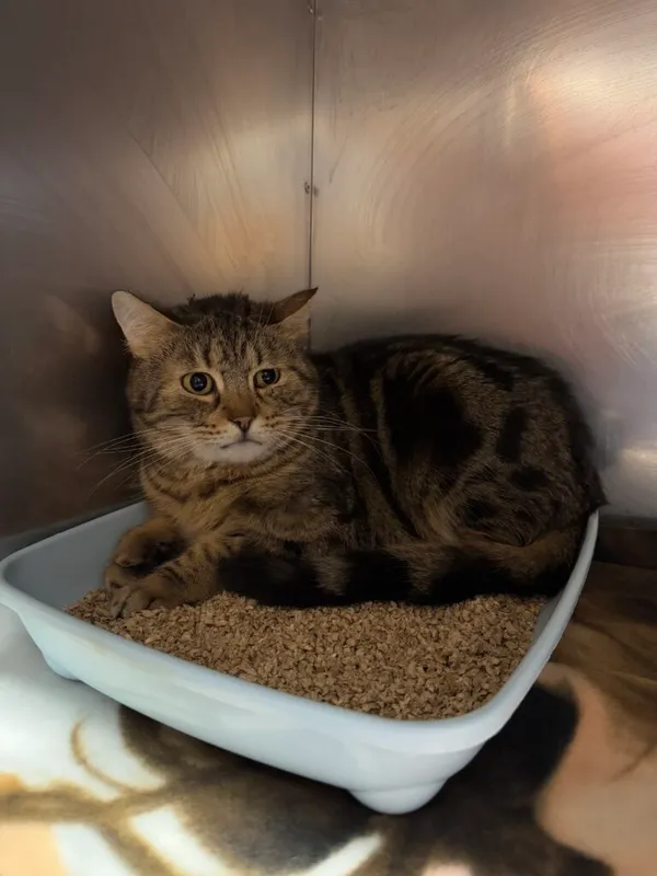 Kot do adopcji, Korabiewice, 15 maja 2025 (3/3)