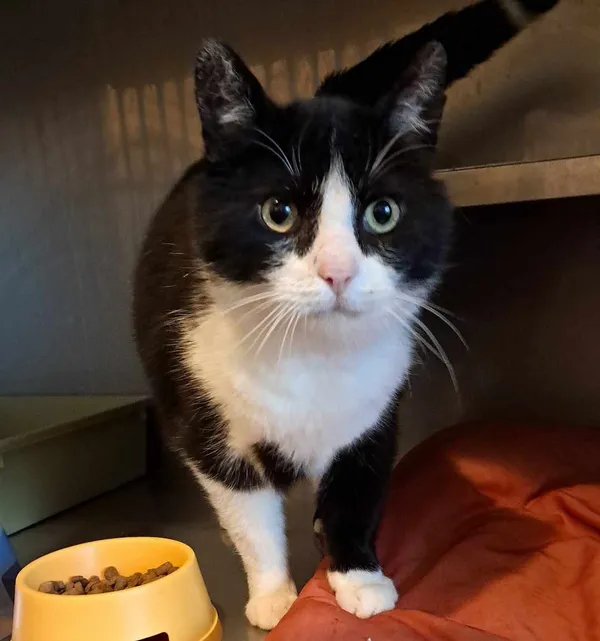 Znaleziono kota, Olsztyn, 13 maja 2025