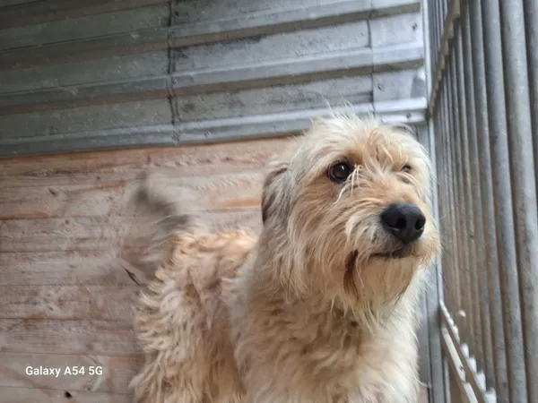 Pies do adopcji, Orzechowce, 14 maja 2025 (1/5)