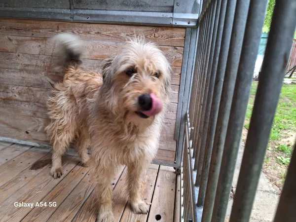 Pies do adopcji, Orzechowce, 14 maja 2025 (2/5)