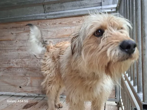 Pies do adopcji, Orzechowce, 14 maja 2025 (3/5)