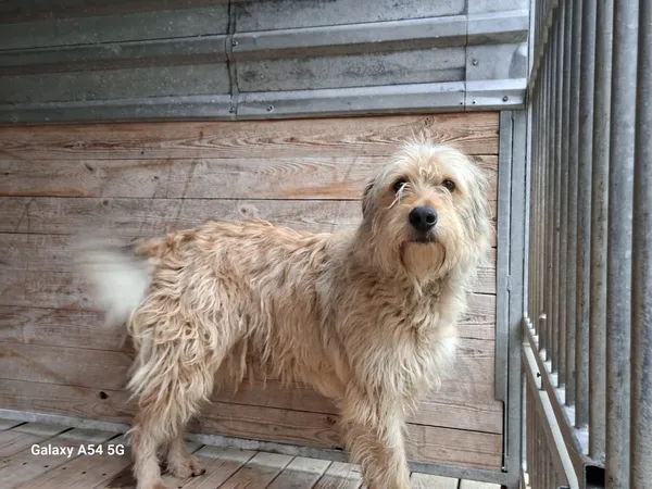 Pies do adopcji, Orzechowce, 14 maja 2025 (4/5)