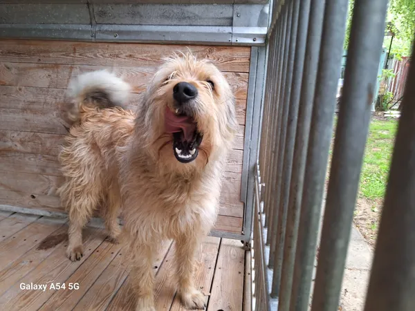 Pies do adopcji, Orzechowce, 14 maja 2025 (5/5)