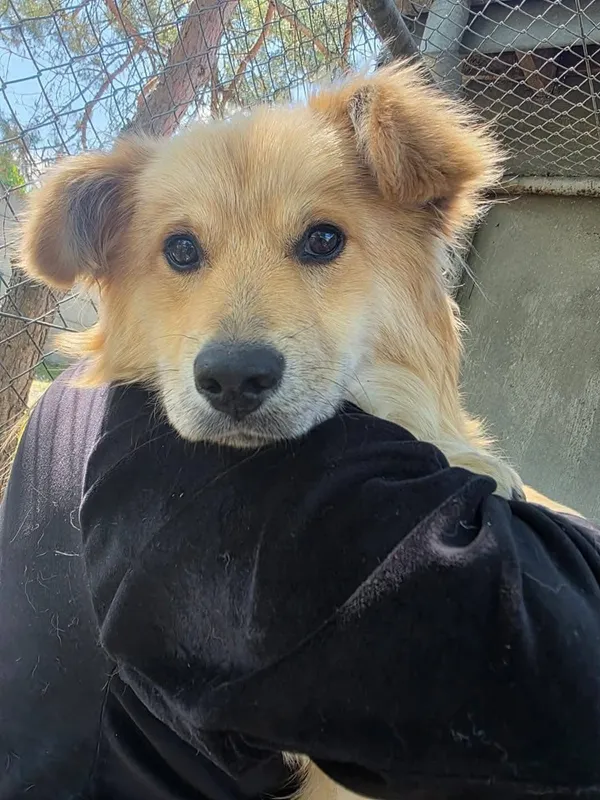 Pies do adopcji, Radom, 16 maja 2025 (1/5)