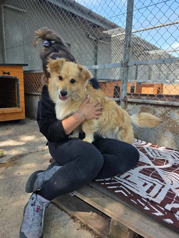 Pies do adopcji, Radom, 16 maja 2025 (2/5)