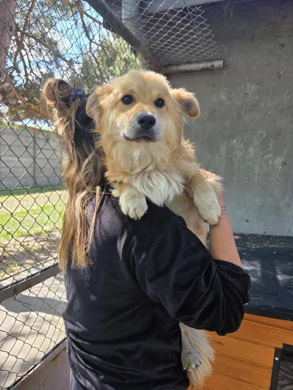 Pies do adopcji, Radom, 16 maja 2025 (5/5)