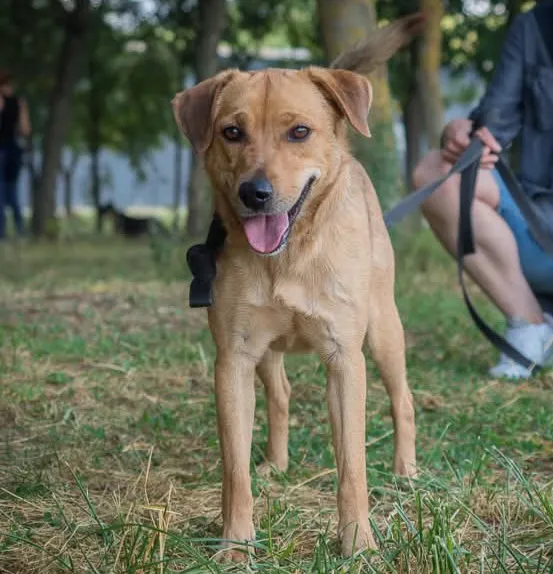 Pies do adopcji, Radom, 23 września 2025 (1/5)