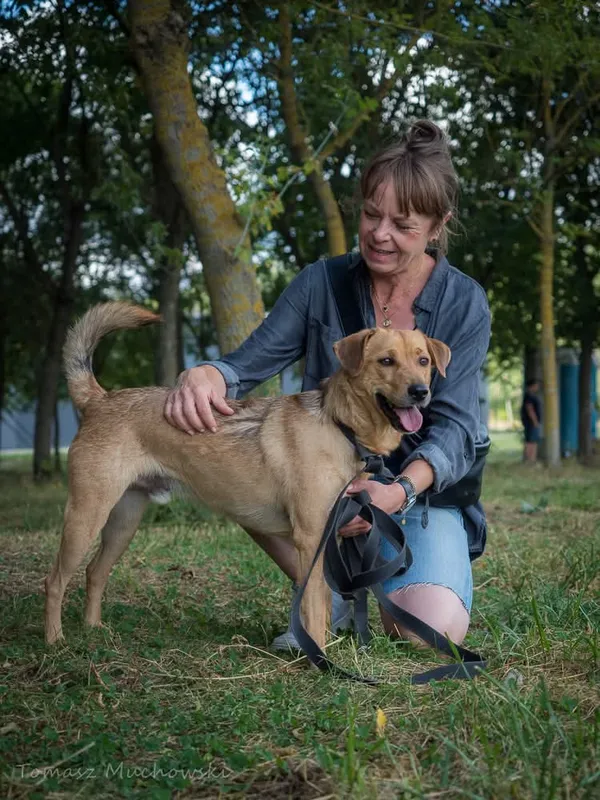 Pies do adopcji, Radom, 23 września 2025 (4/5)